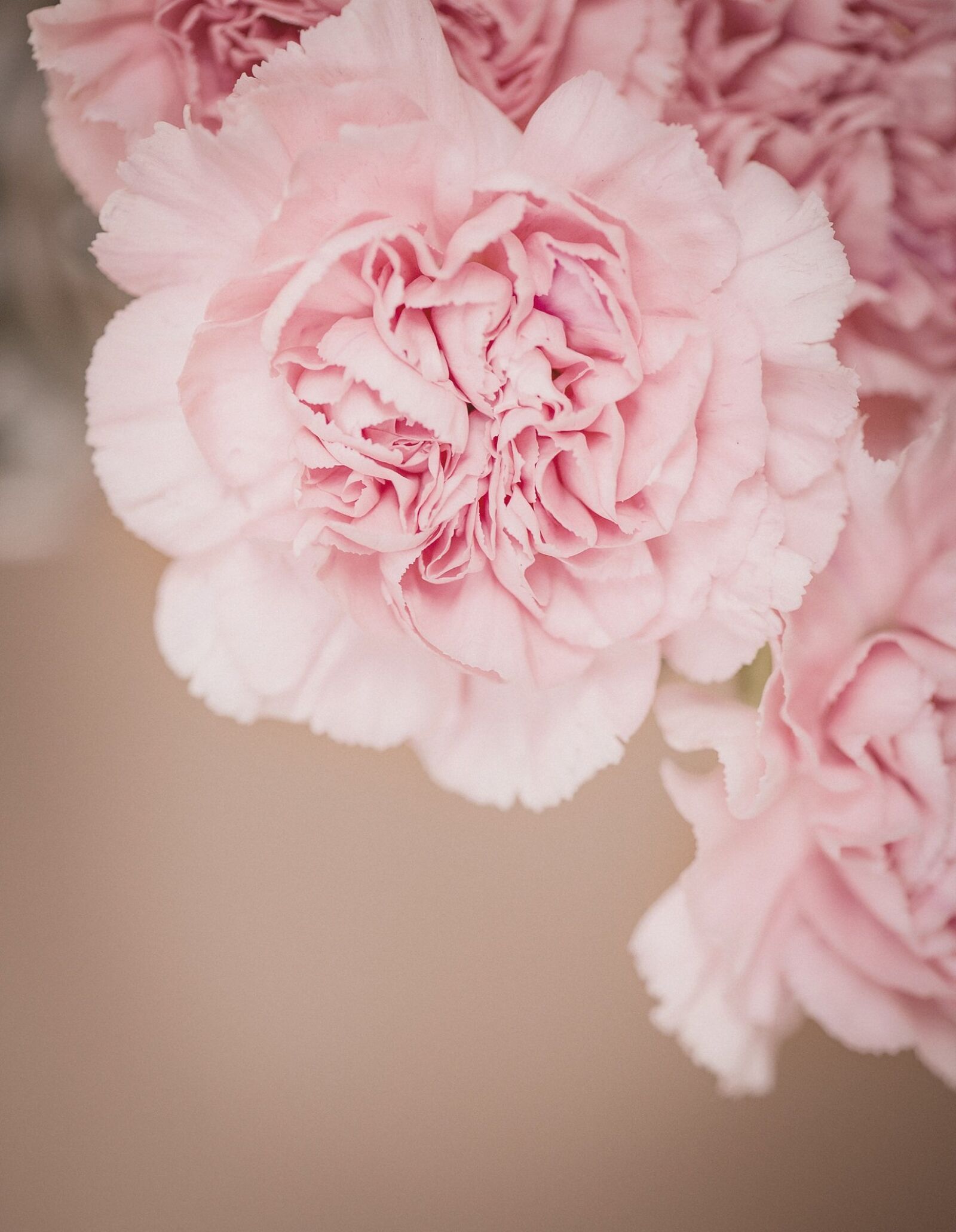 Nikon D750 sample photo. Cloves, flower, pink photography