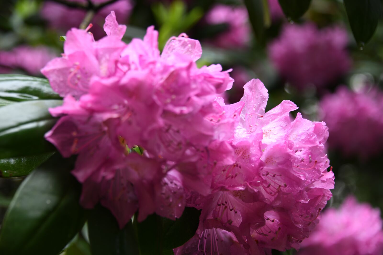 Nikon D850 sample photo. Azalea, flowers, pink photography
