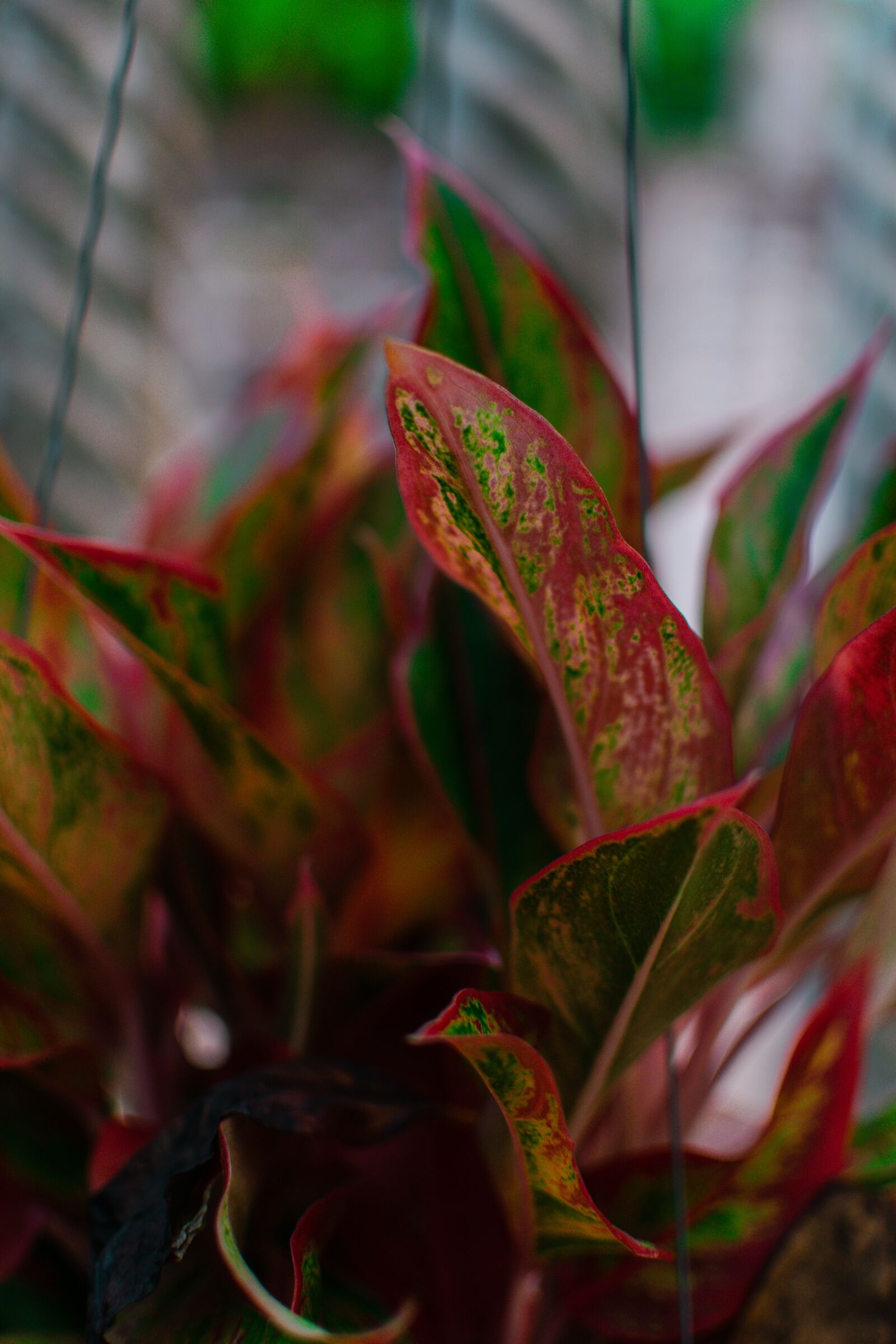 Nikon D5300 sample photo. Plant, garden, botanical photography