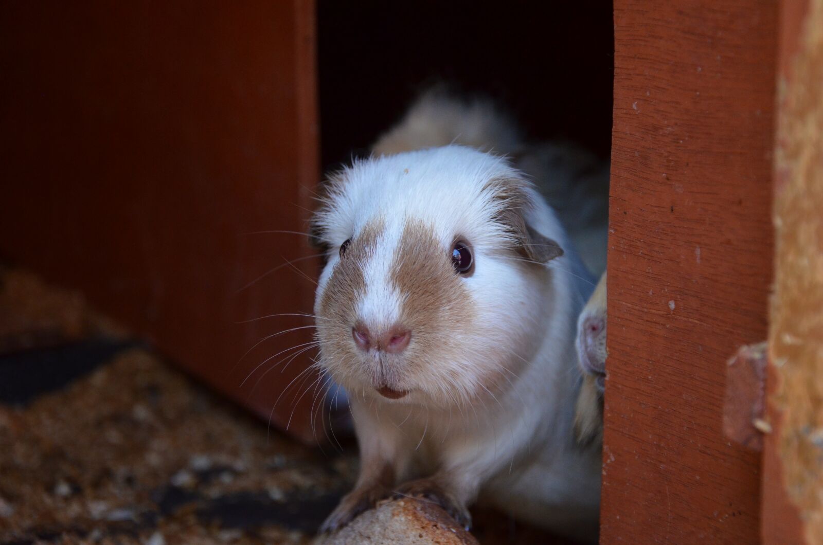 Nikon D5100 sample photo. Guinea pig, white, brown photography