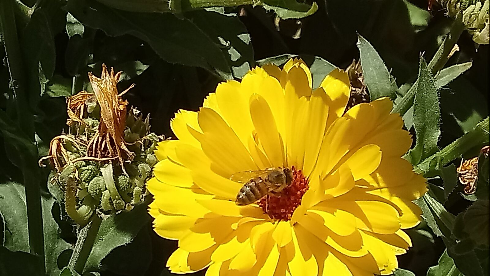 Sony Xperia XA1 Ultra sample photo. Flower, bee, marigold photography