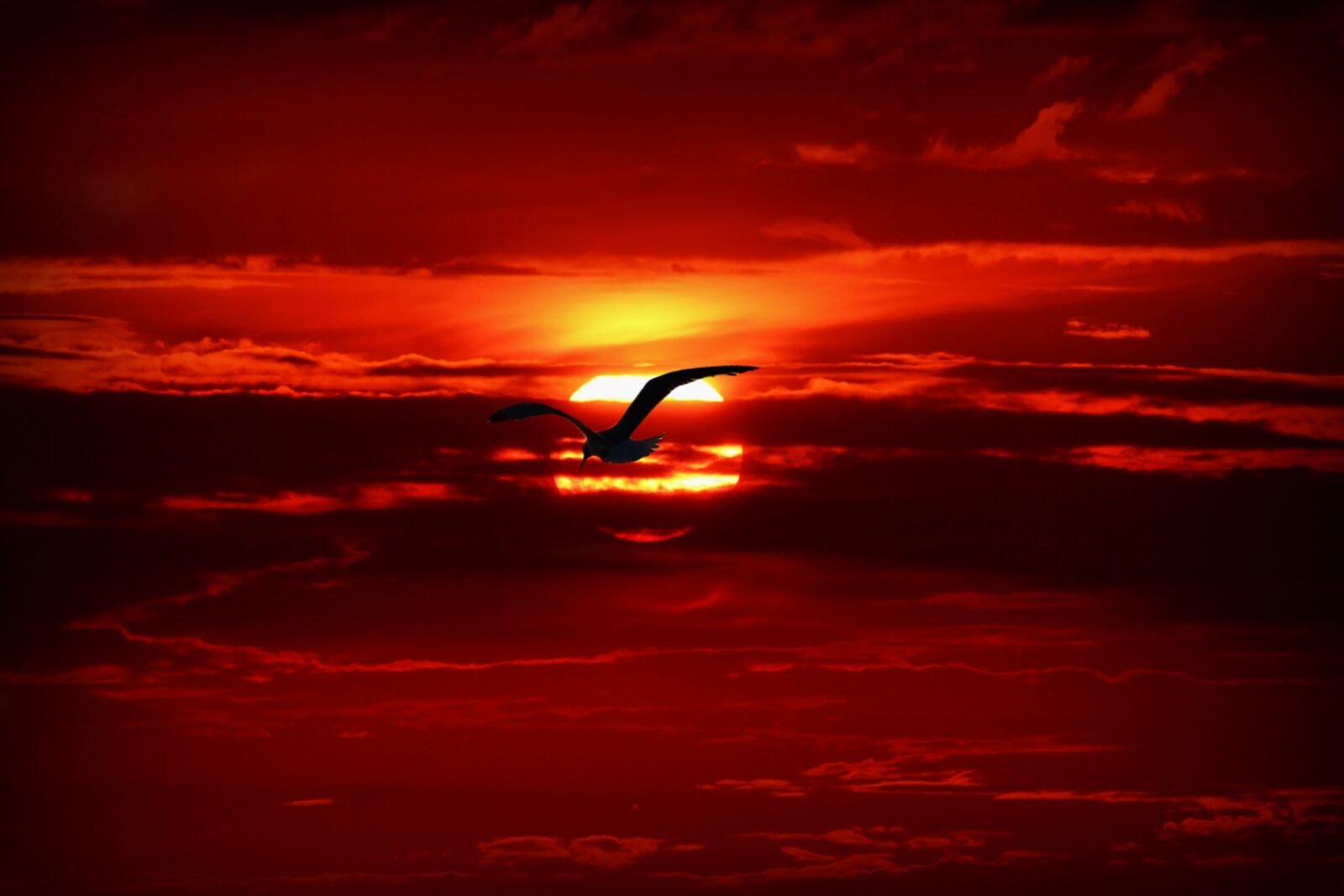 Canon EF-S 55-250mm F4-5.6 IS STM sample photo. Sunset, bird, seagull photography