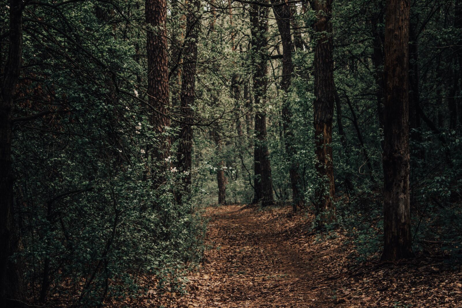 Canon EOS 1100D (EOS Rebel T3 / EOS Kiss X50) sample photo. Forest, background, green photography
