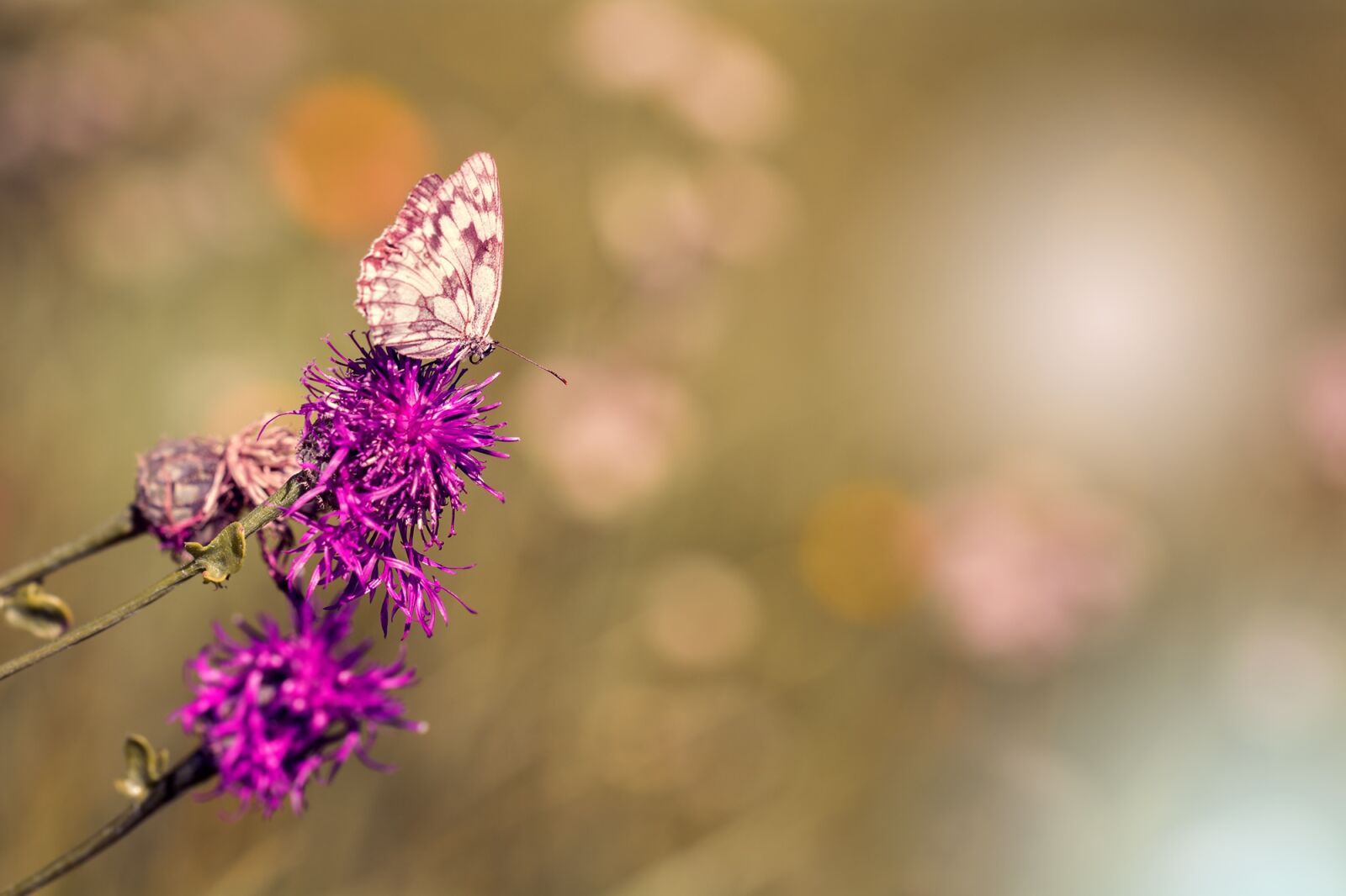 Nikon D7100 sample photo. Checkerboard-butterfly, chess board, women's photography