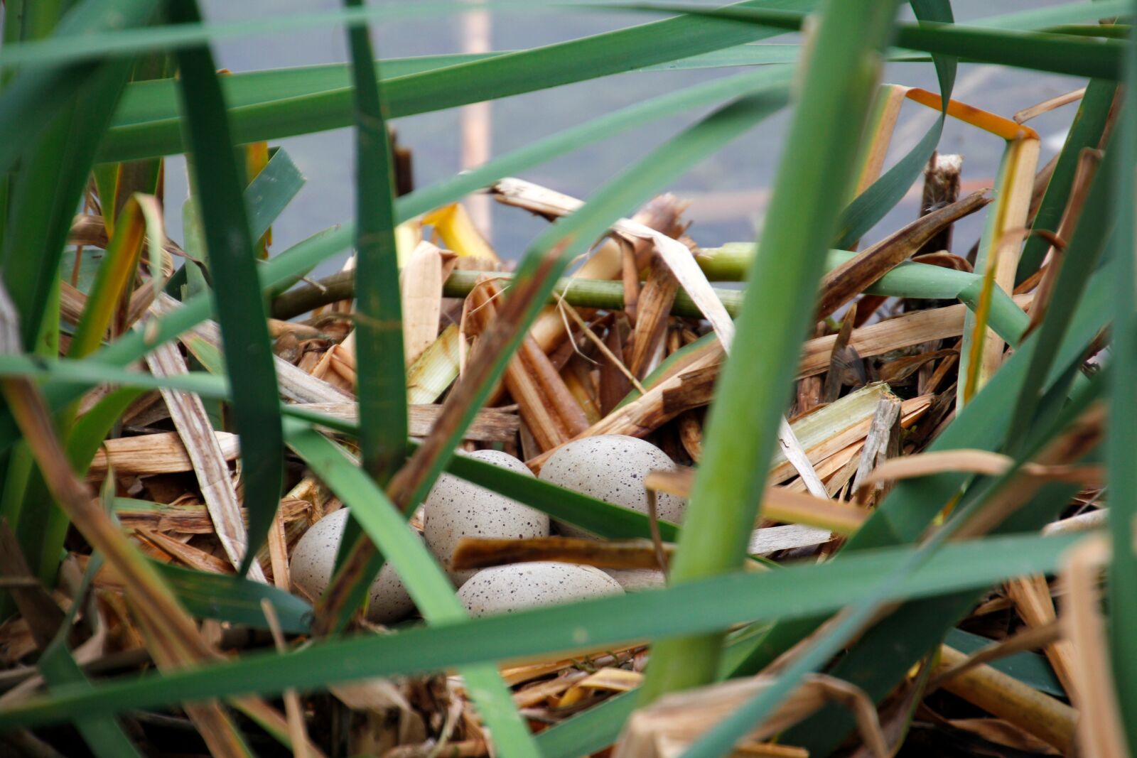 Canon EOS 60D sample photo. Bird's nest, hotbed, egg photography