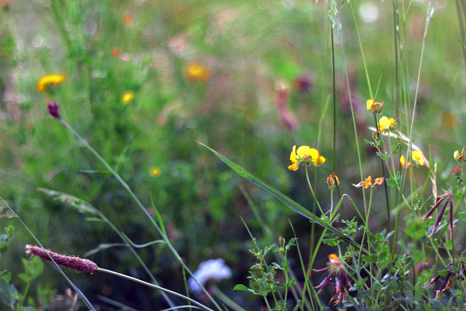 Canon EOS 70D + Canon EF 50mm F1.8 II sample photo