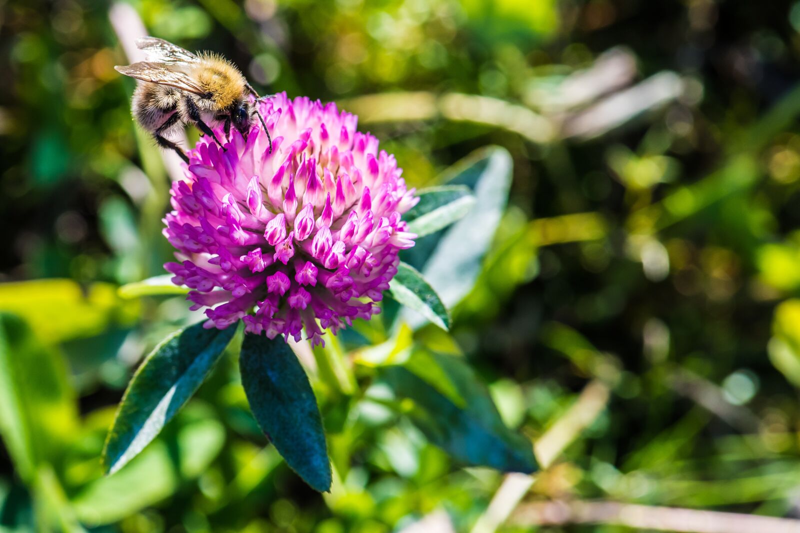 Nikon D5 sample photo. Bee, flower, blossom photography