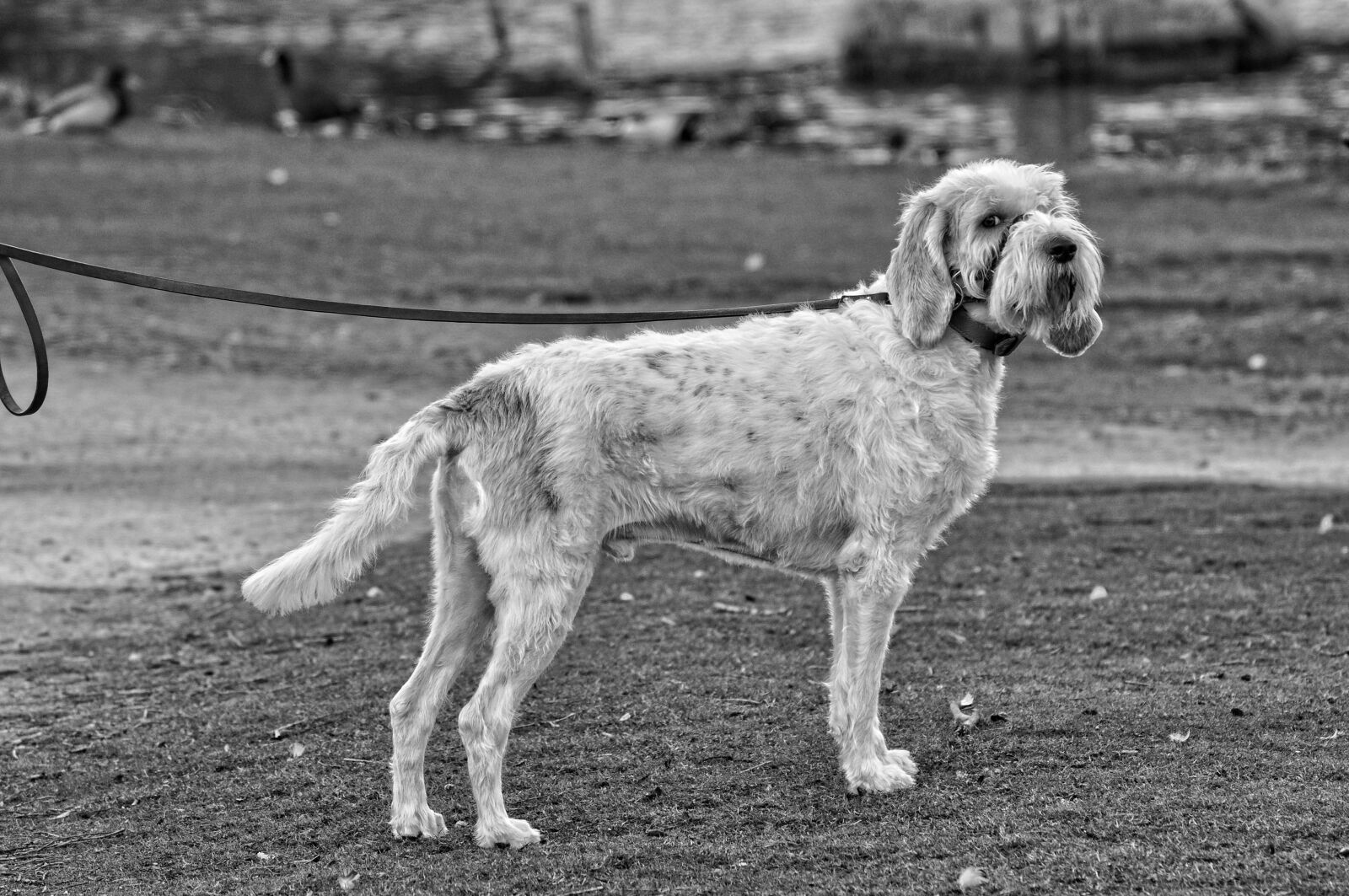 Nikon D90 sample photo. Dog, canine, animal photography
