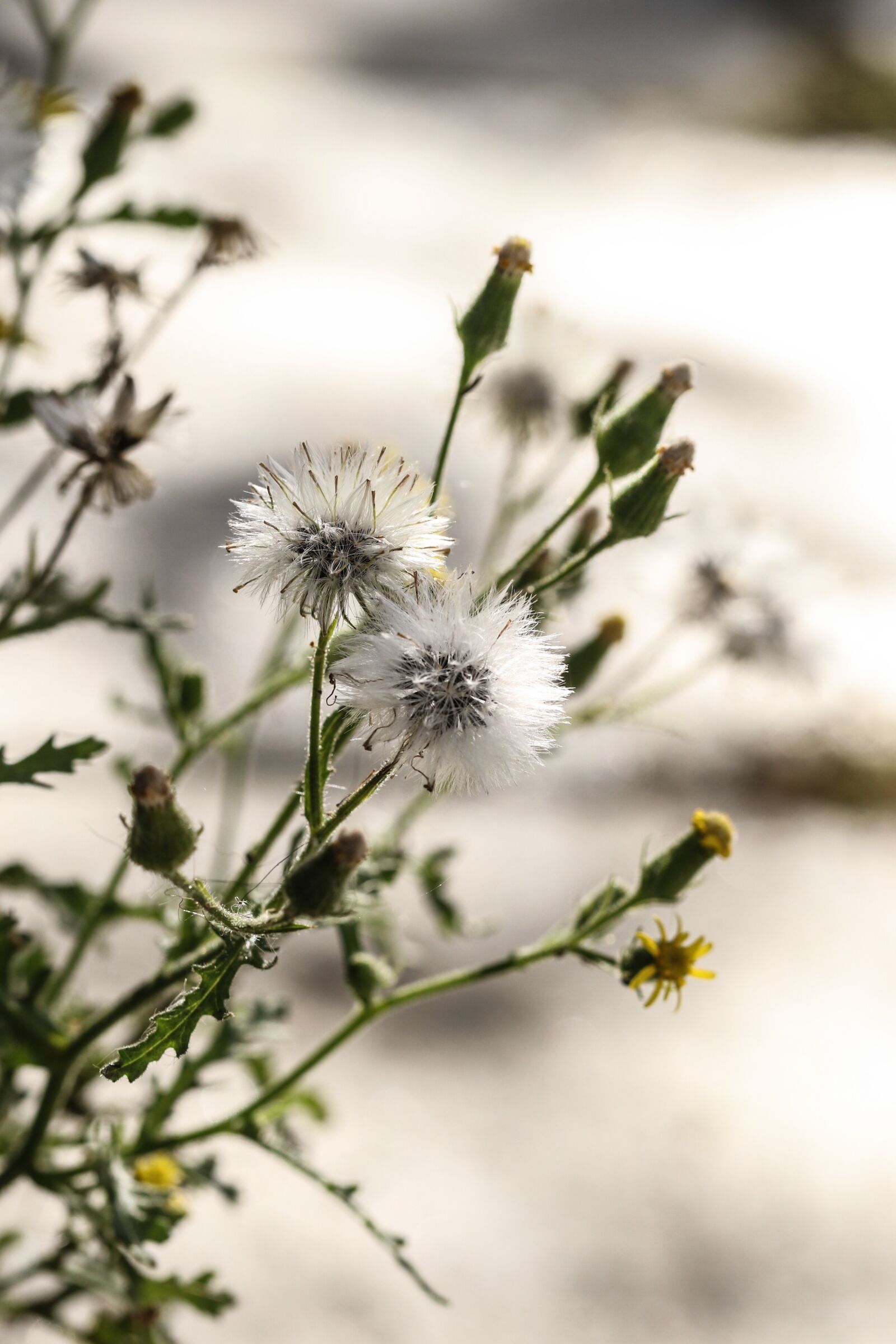 Canon EOS 7D Mark II sample photo. Wild flowers, autumn, fall photography