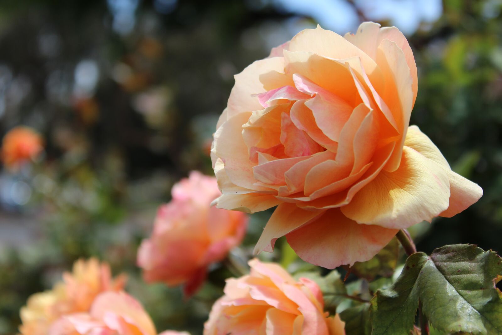 Canon EOS 1200D (EOS Rebel T5 / EOS Kiss X70 / EOS Hi) sample photo. Flower, bloom, floral photography