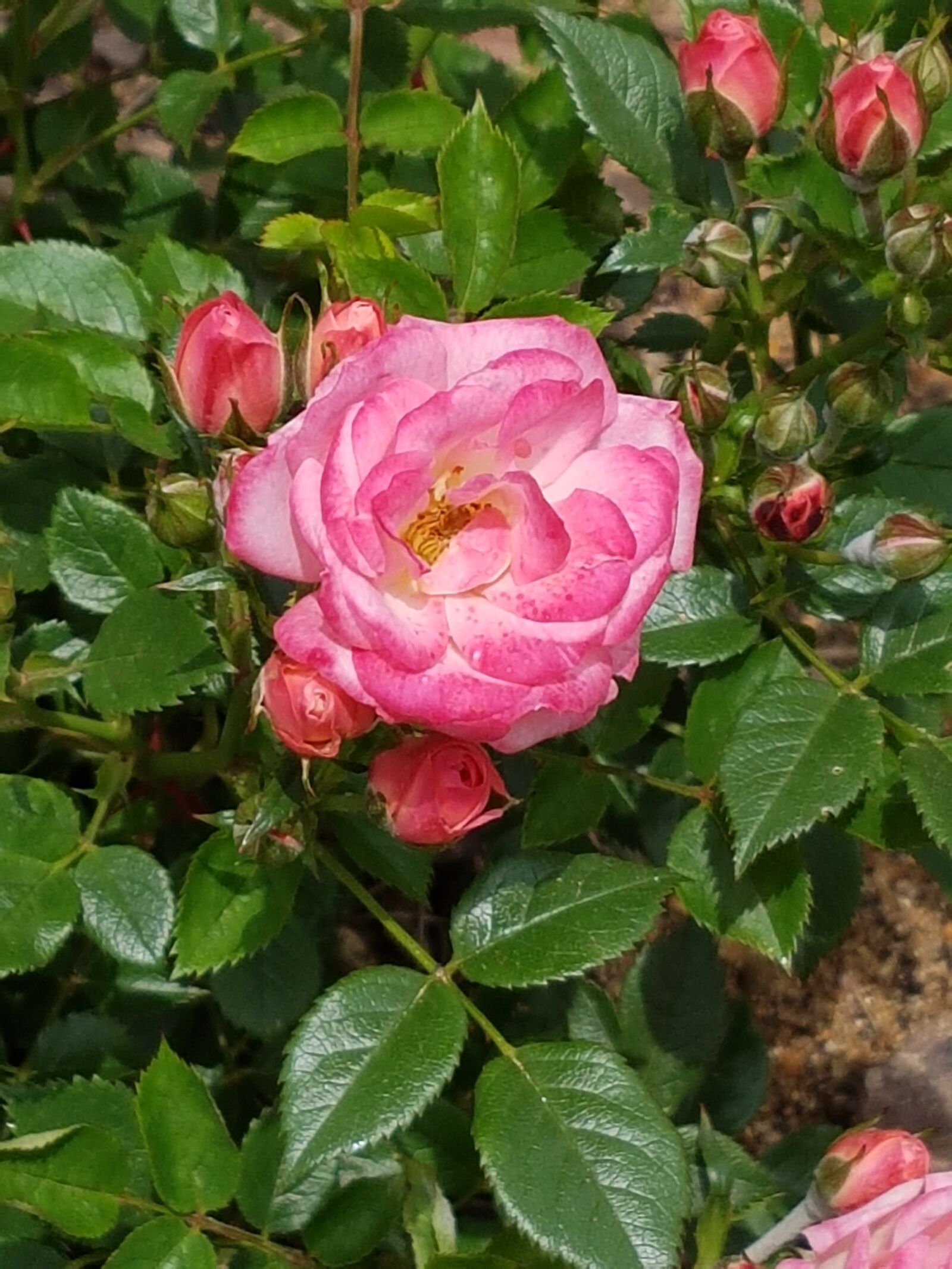 Samsung Galaxy S7 sample photo. Pink rose, rose flowers photography