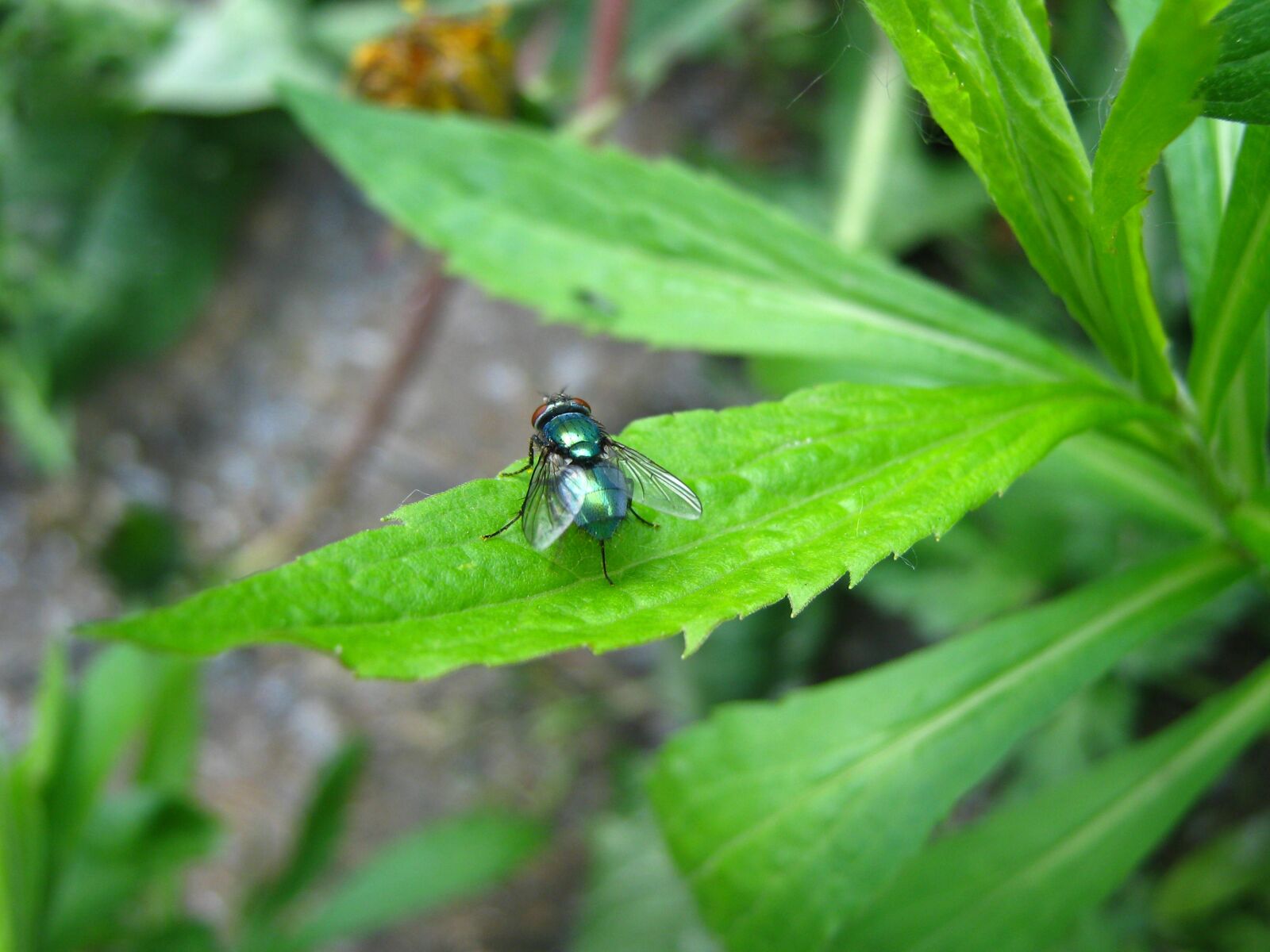 Canon PowerShot A470 sample photo. Macro, fly, insect photography