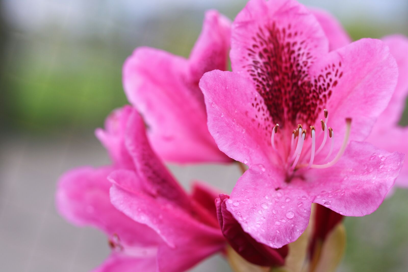Canon EOS 760D (EOS Rebel T6s / EOS 8000D) sample photo. Flower, pink, japanese photography