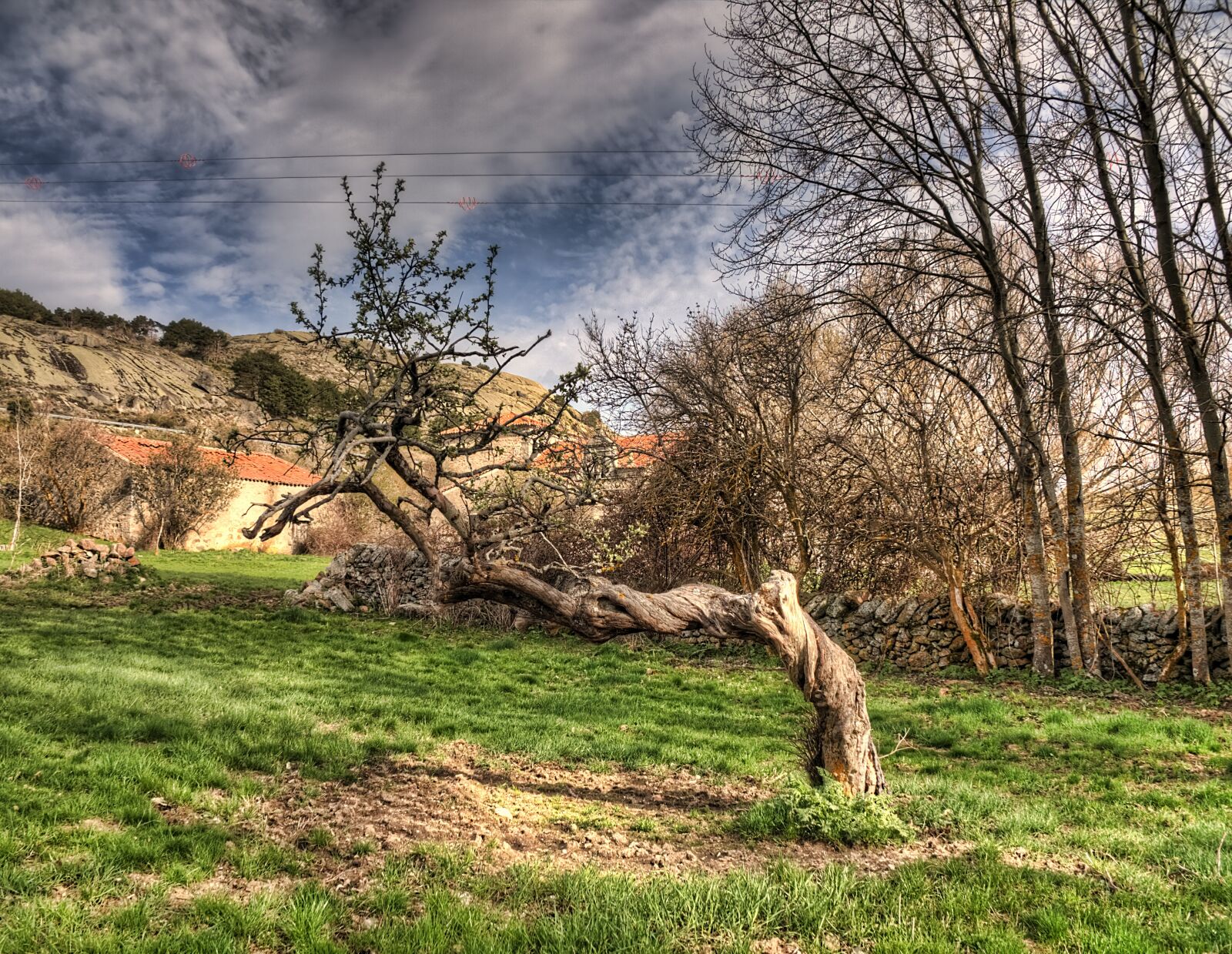 Olympus PEN E-PL1 sample photo. Nature, tree, landscape photography