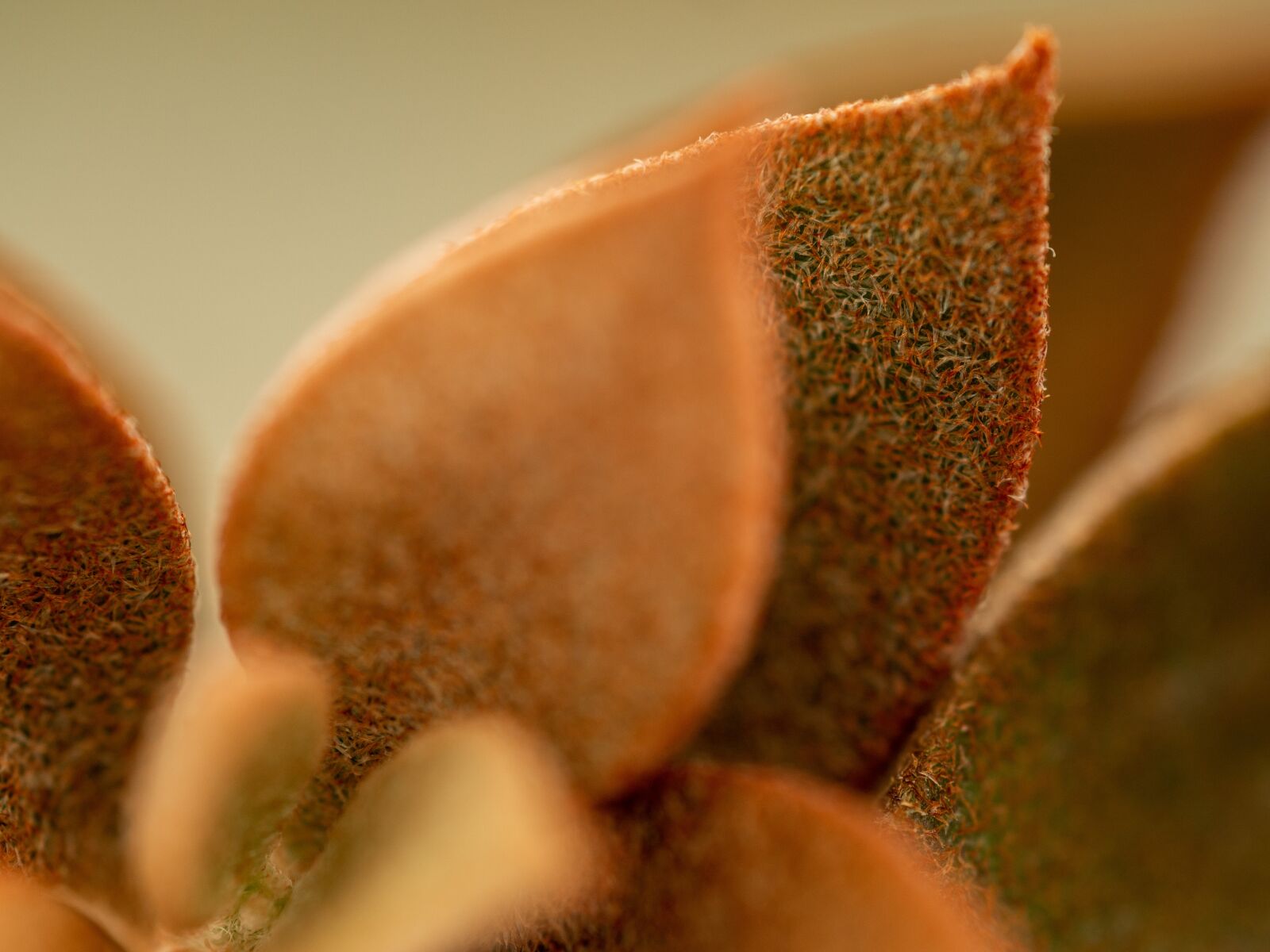 Olympus OM-D E-M10 III sample photo. Plant, kalanchoe, orgyalis photography