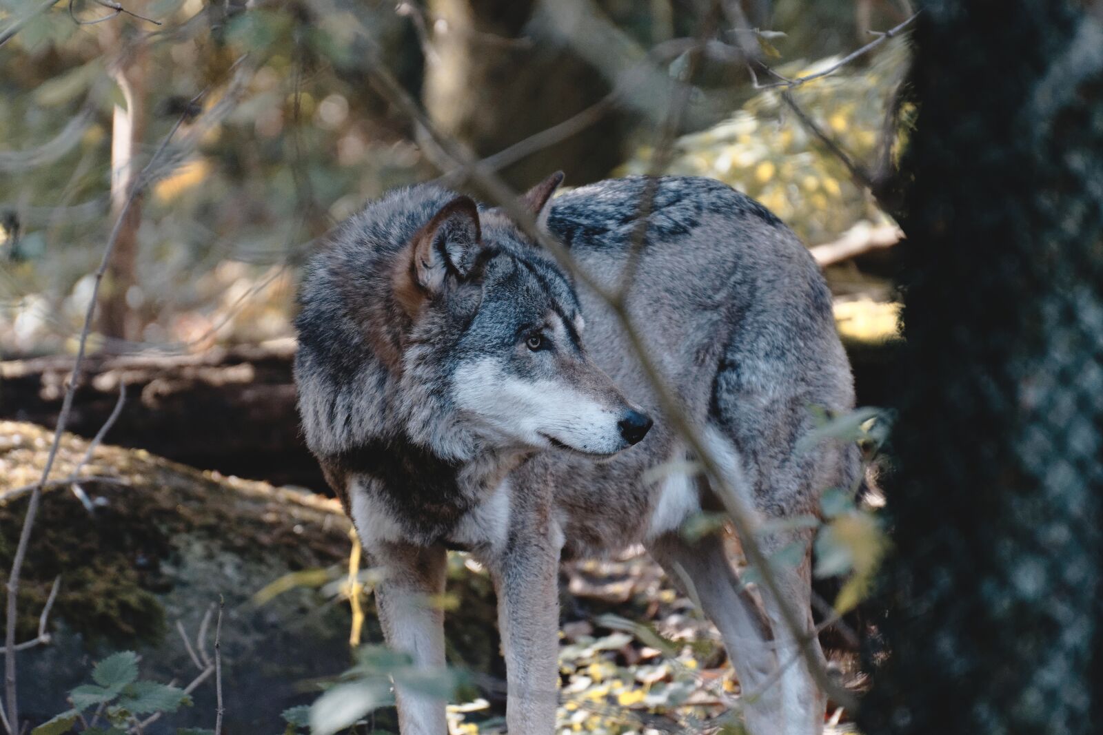 Nikon D7200 sample photo. Wolf, wild animal, animal photography