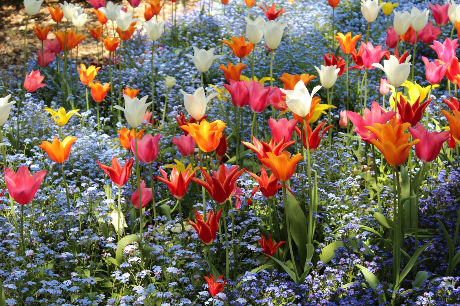 Canon EOS 600D (Rebel EOS T3i / EOS Kiss X5) sample photo. Tulips, colorful, red photography