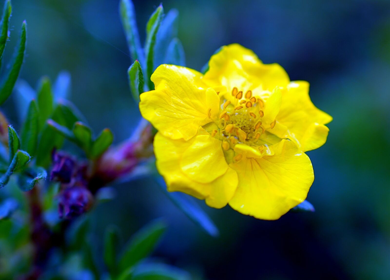 Nikon D3300 sample photo. Finger shrub, goldfinger, blossom photography