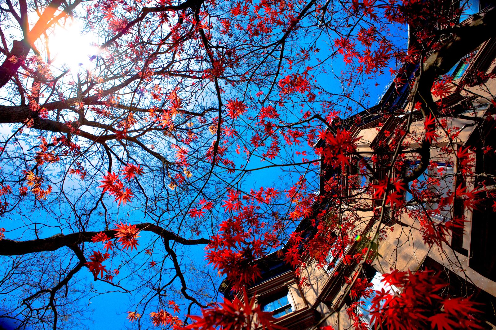 Canon EF 24-70mm F2.8L USM sample photo. Tree, house, blue sky photography
