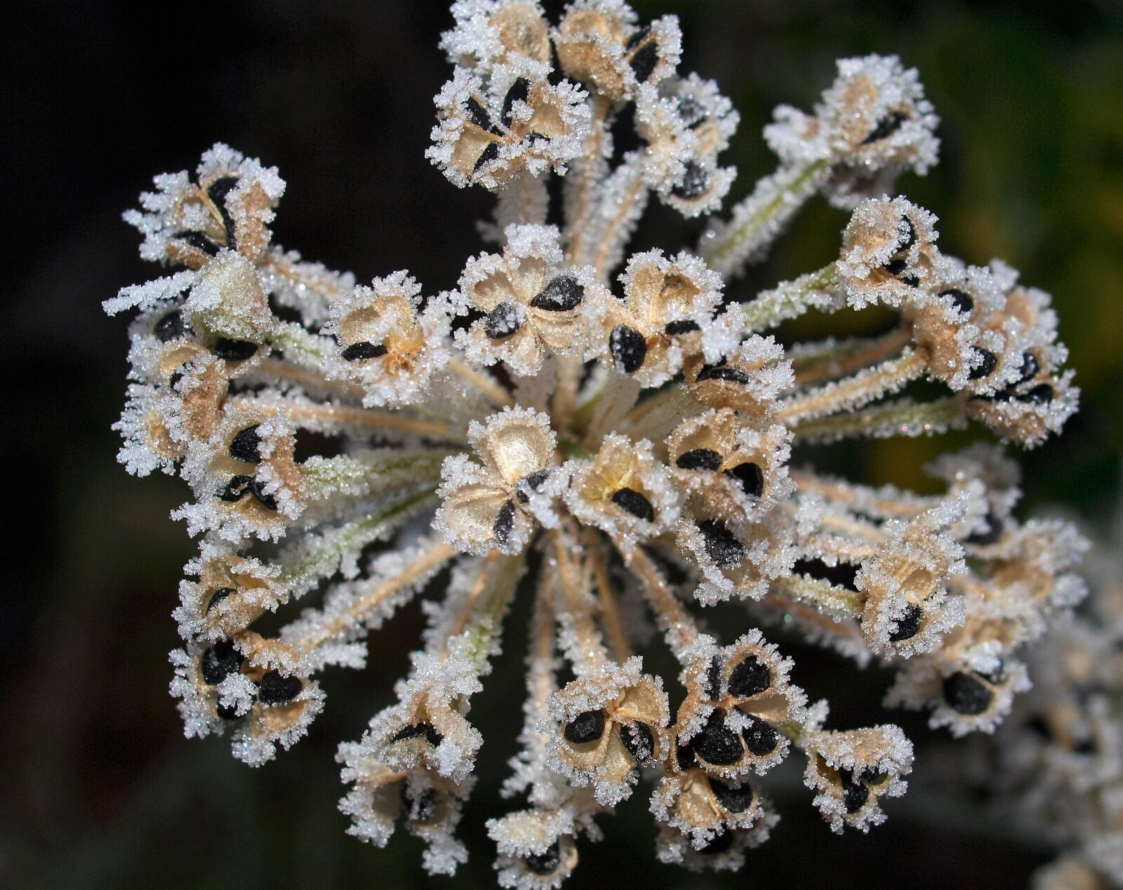 Olympus E-520 (EVOLT E-520) sample photo. Frost, nature, invertebrate photography