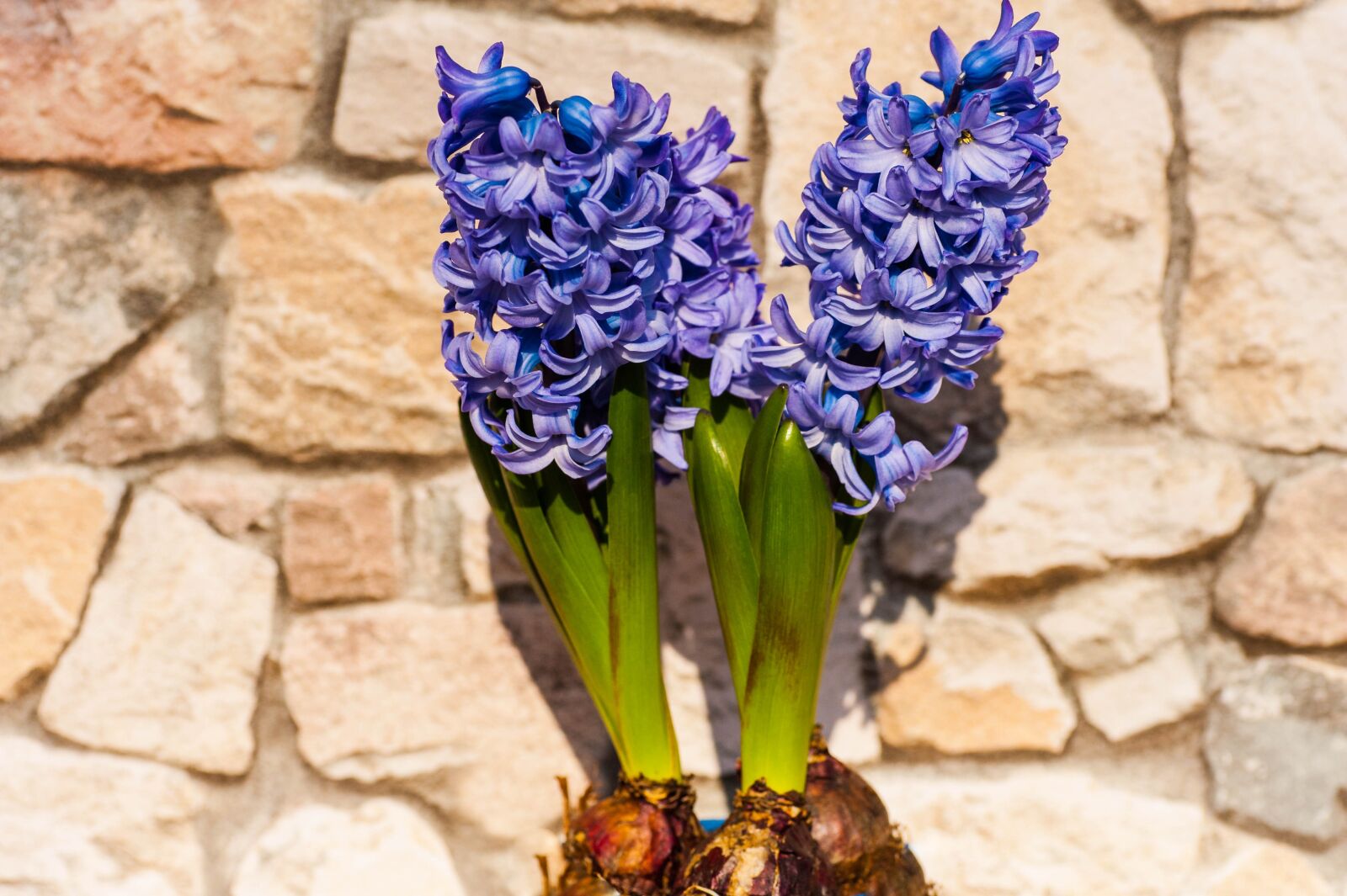Nikon D700 sample photo. Hyacinth, blue, stone wall photography