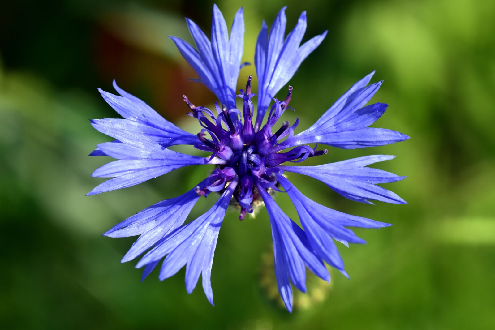 Nikon D3300 sample photo. Cornflower, blue, flower photography