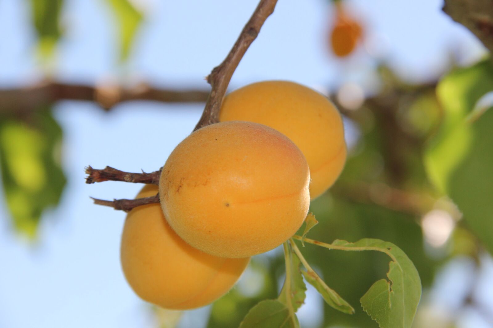 Canon EOS 550D (EOS Rebel T2i / EOS Kiss X4) sample photo. Plums, fruit, fruits photography