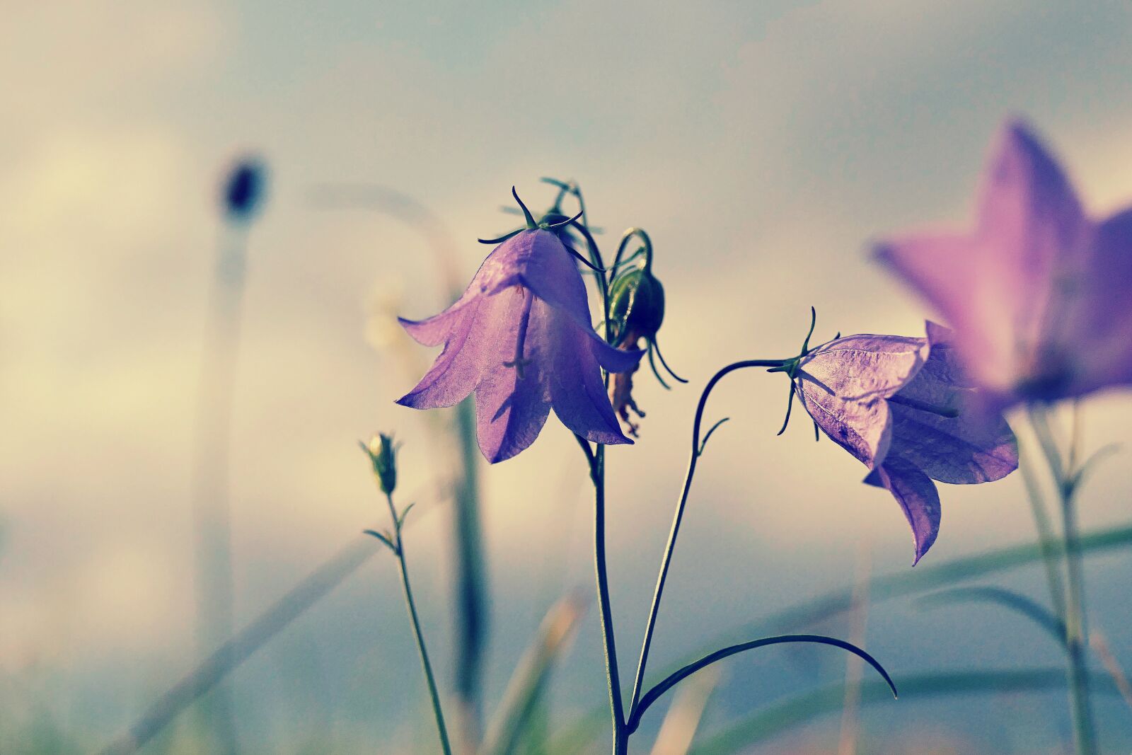 Panasonic Lumix DMC-FZ1000 sample photo. Round leaved bellflower, campanula photography