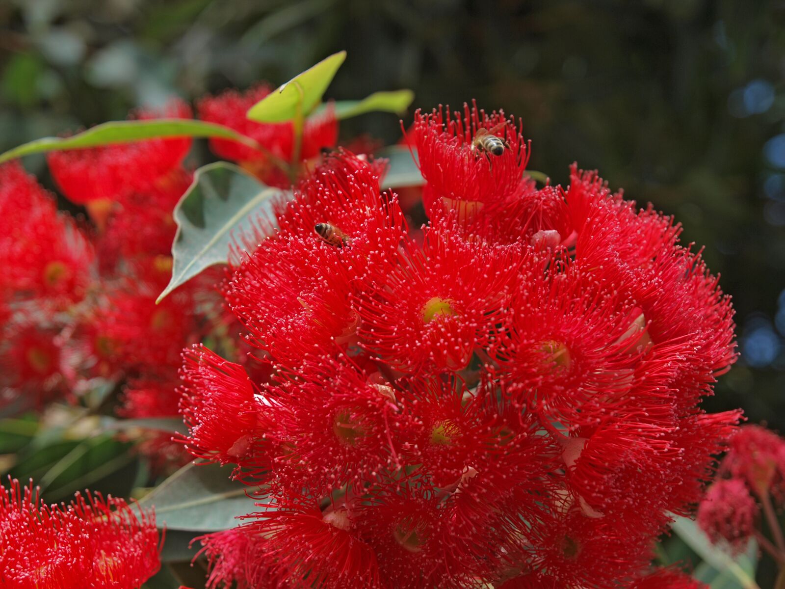 Olympus E-3 sample photo. Nature, leaf, flora photography