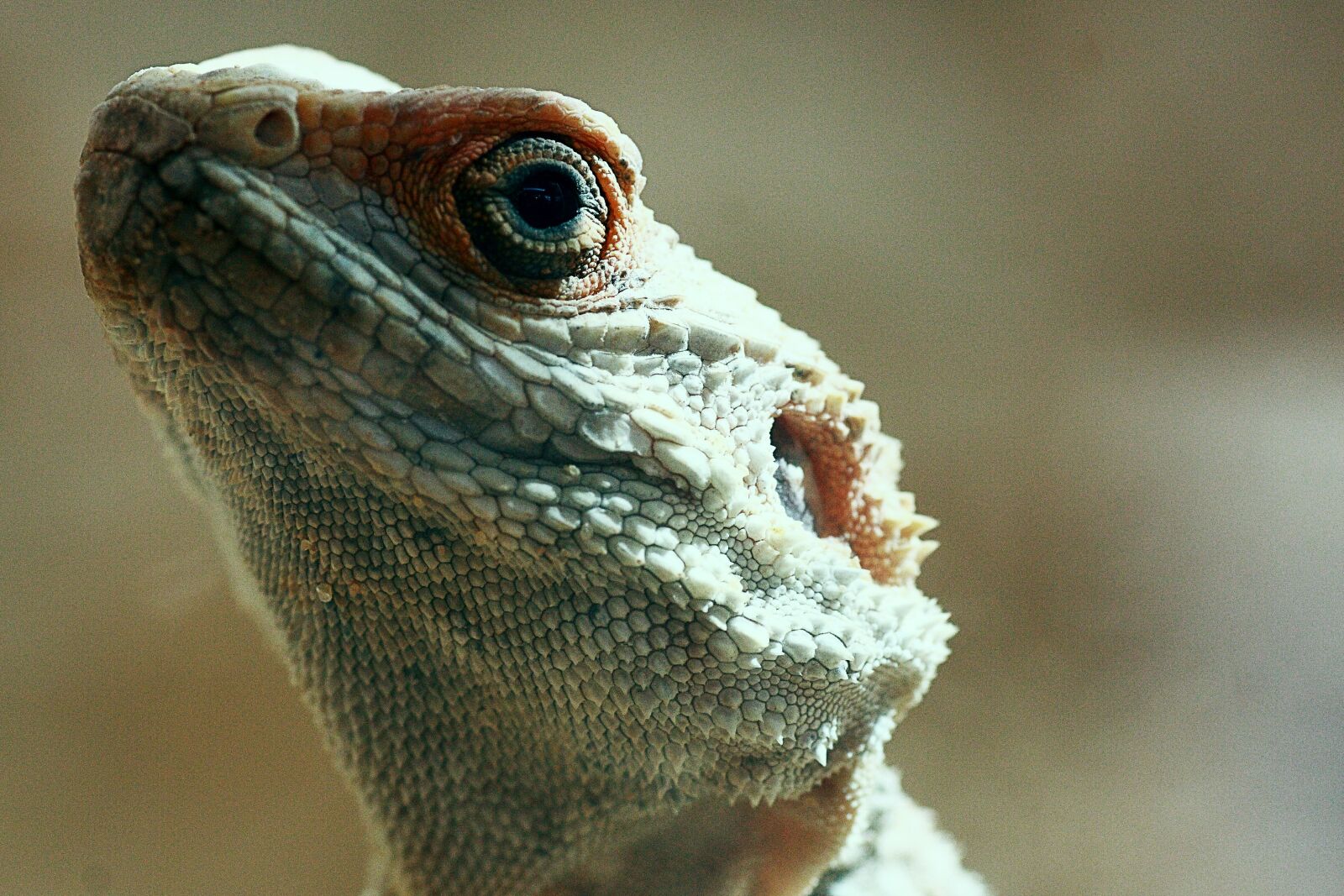 Canon EOS 40D sample photo. Lizard, reptile, animal photography