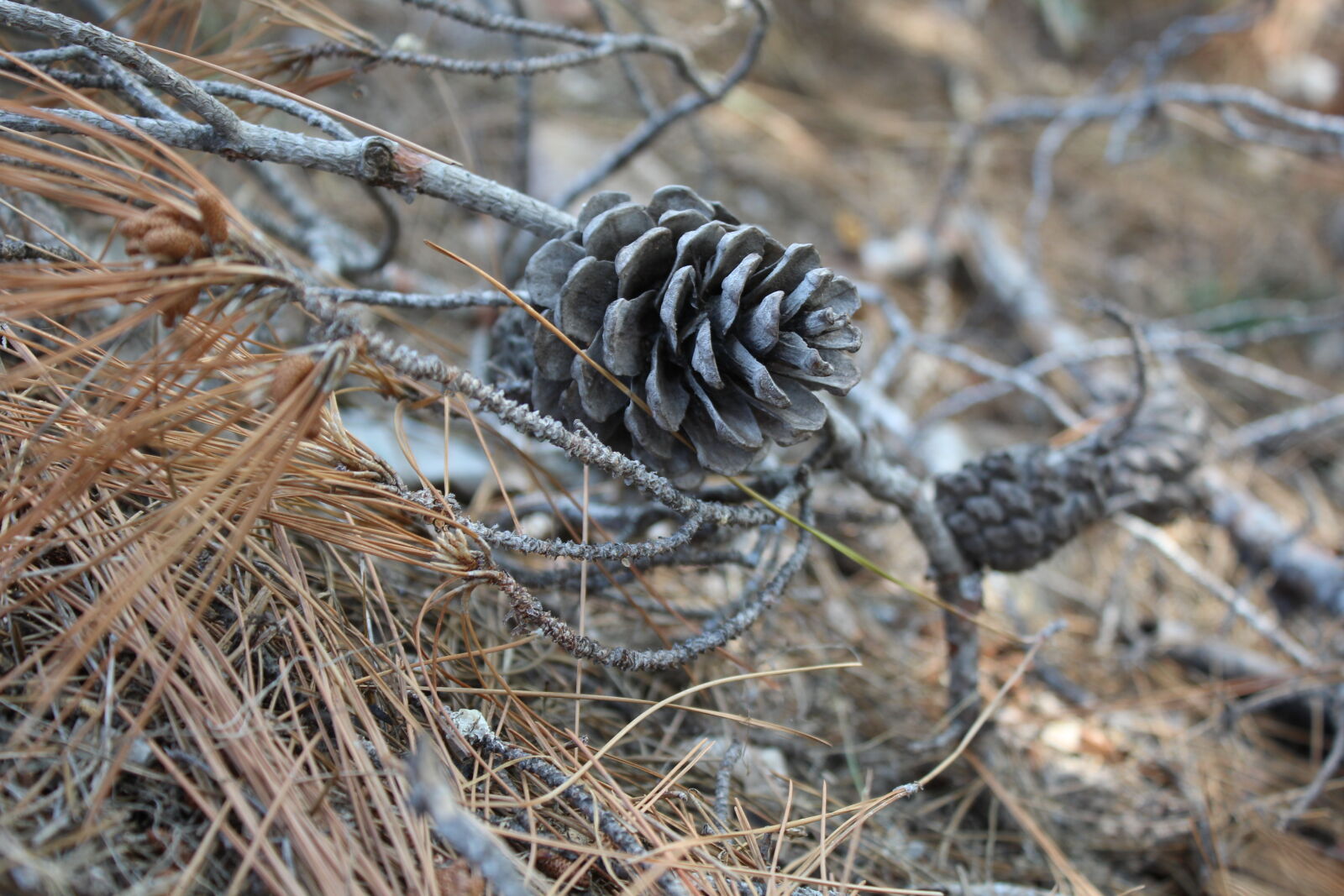 Canon EOS 1200D (EOS Rebel T5 / EOS Kiss X70 / EOS Hi) sample photo. Cone photography