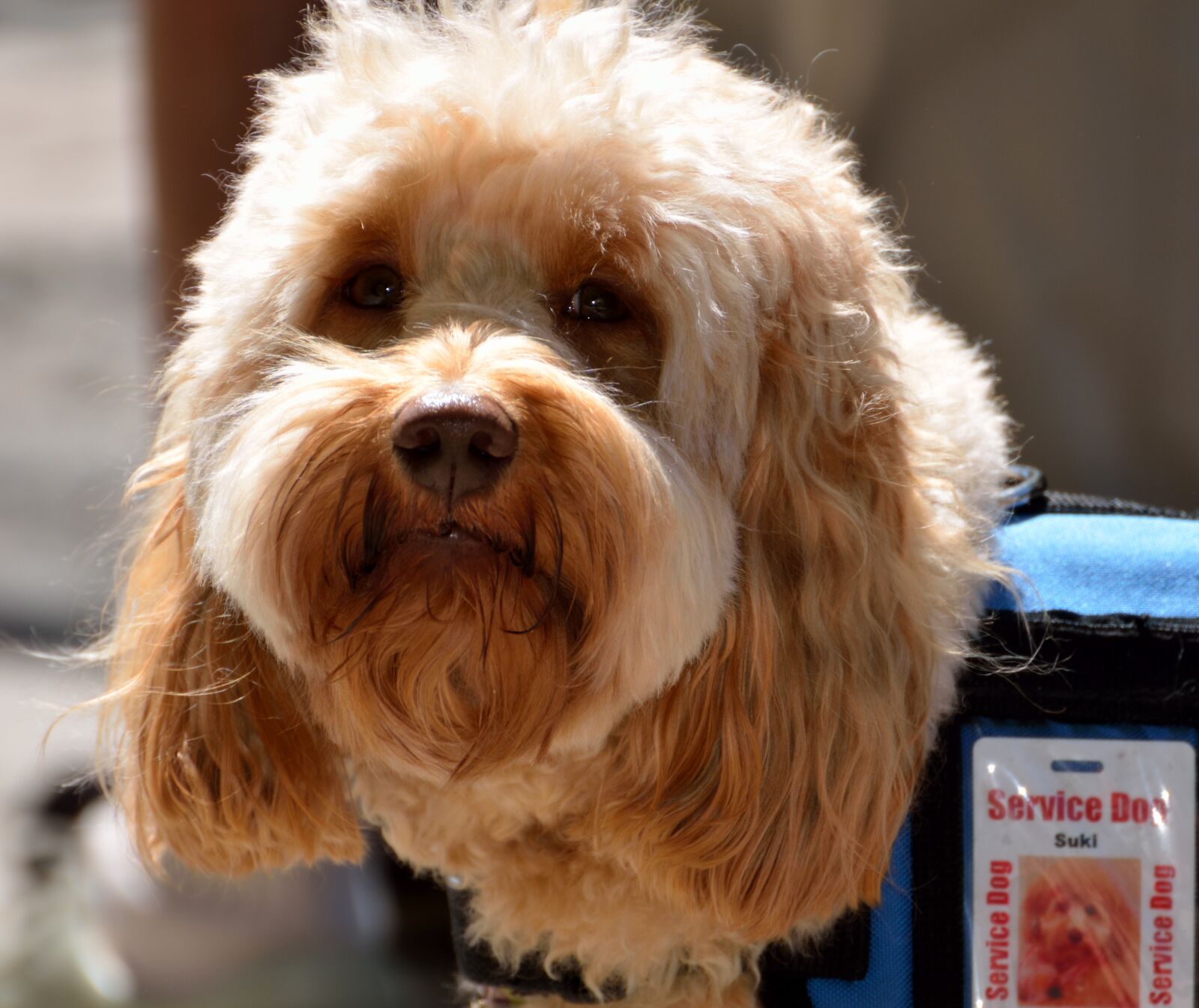 Nikon D7000 sample photo. Service dog, dog, animal photography