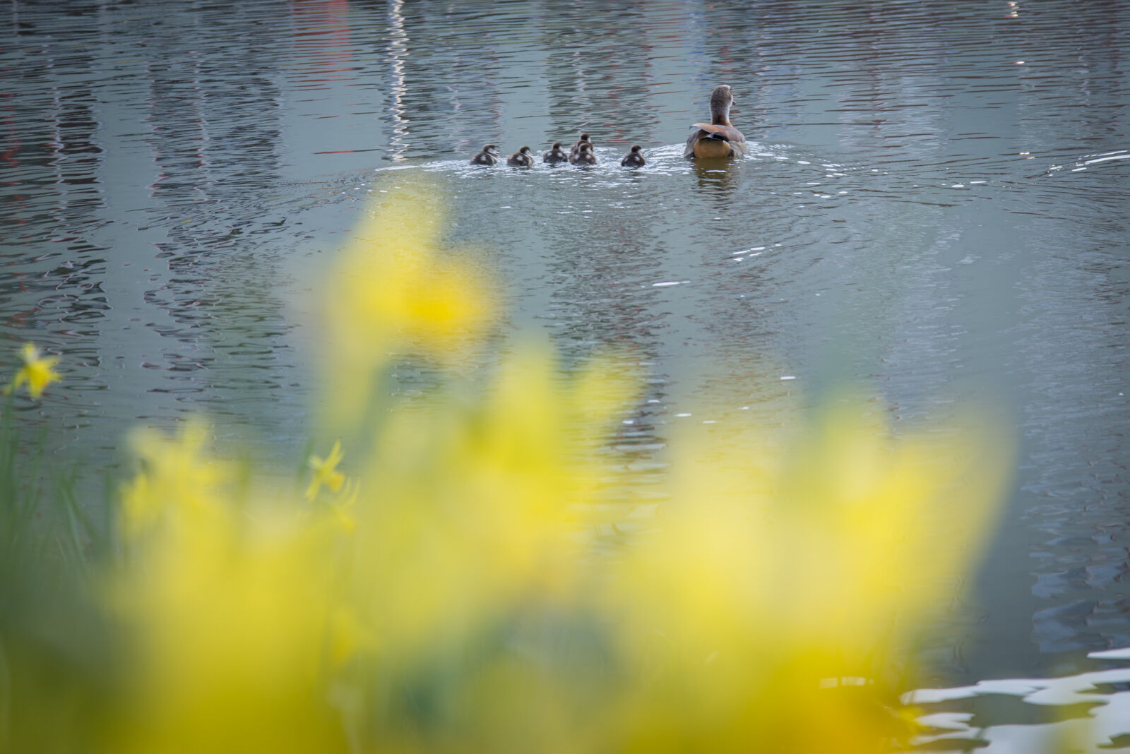 Nikon D600 sample photo. Bird, duck, love, mother photography