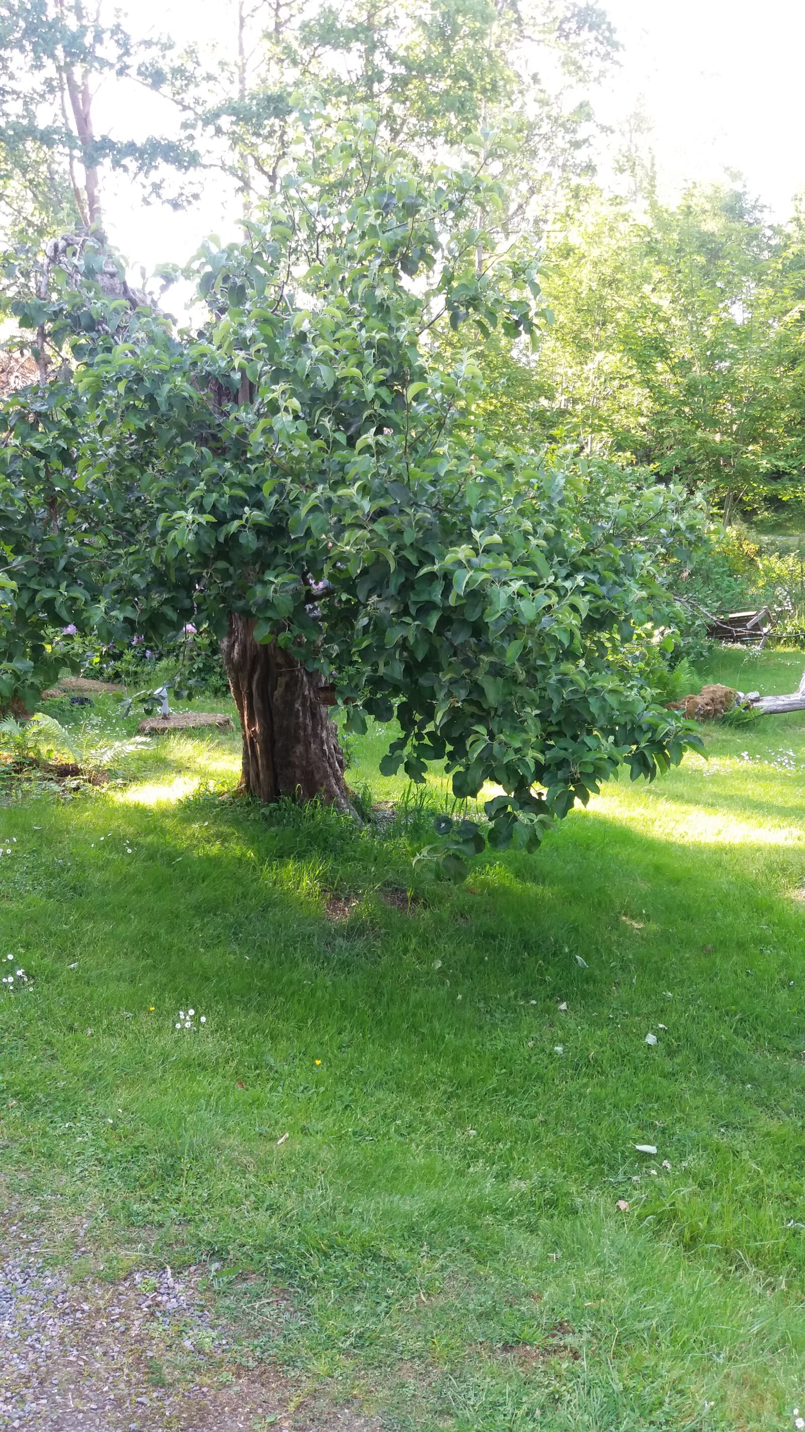 Samsung Galaxy J5 sample photo. Tree, apple, thriving photography