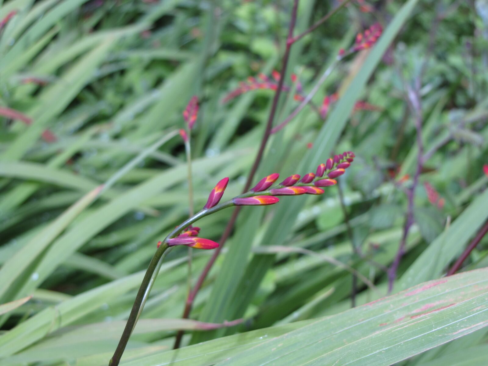 Canon PowerShot SX10 IS sample photo. Nature, scenic, flower photography