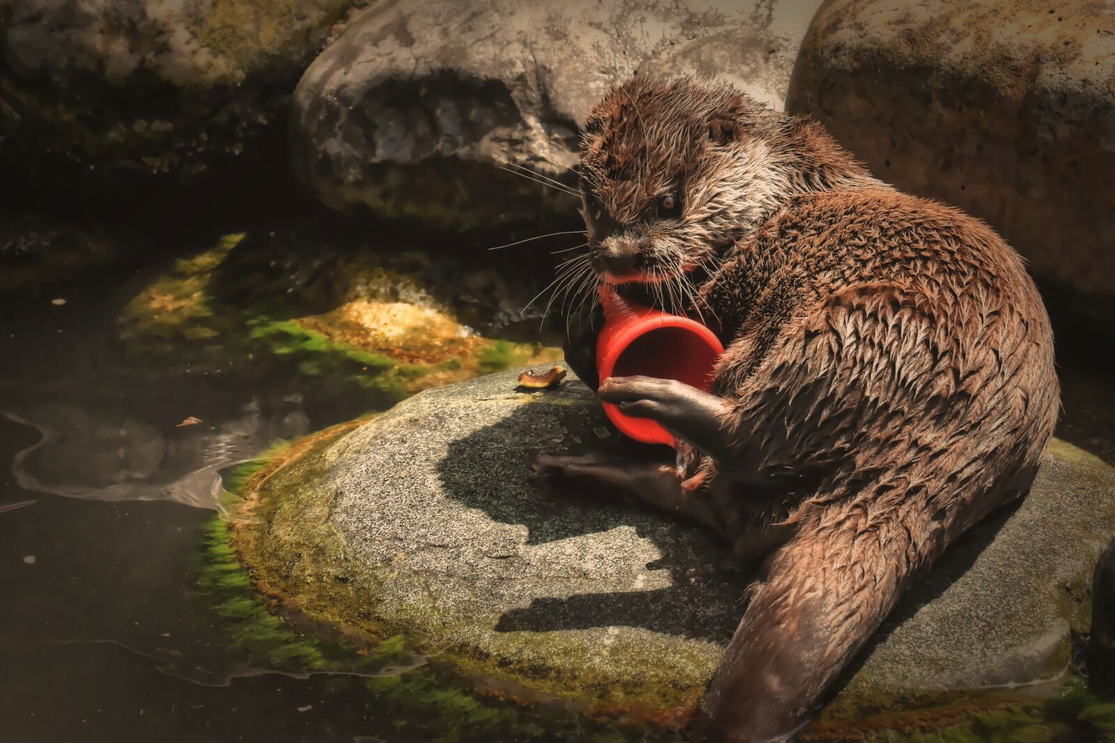 Nikon D7200 sample photo. Otter, playful, play photography