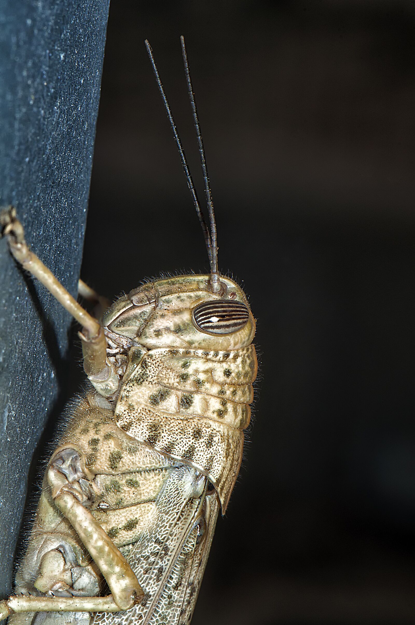 Nikon D90 sample photo. Insects, grasshopper, nature photography