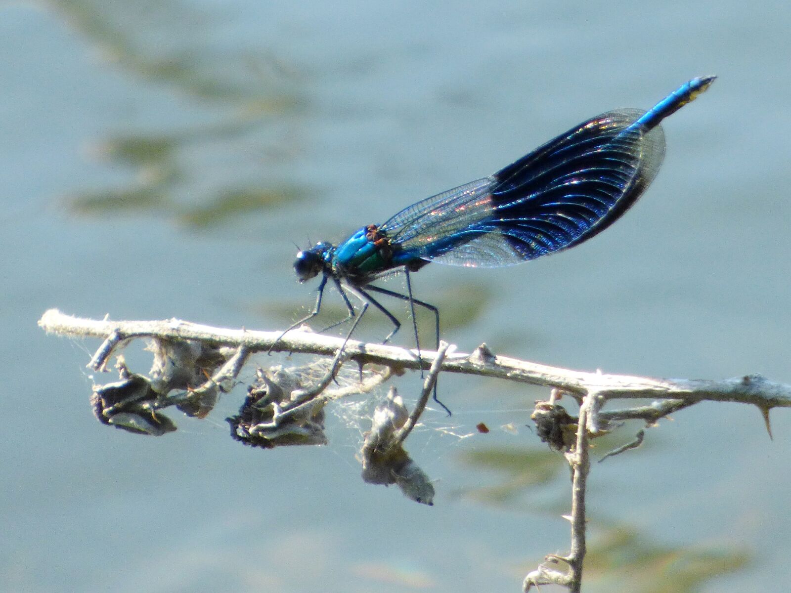 Panasonic DMC-FZ72 sample photo. Demoiselle, dragonfly, summer photography