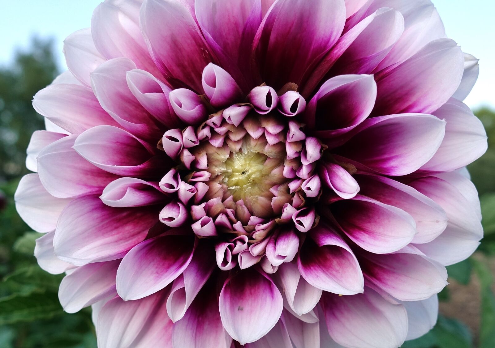 Sony DSC-RX100M5 sample photo. Dahlia, plant, flower photography