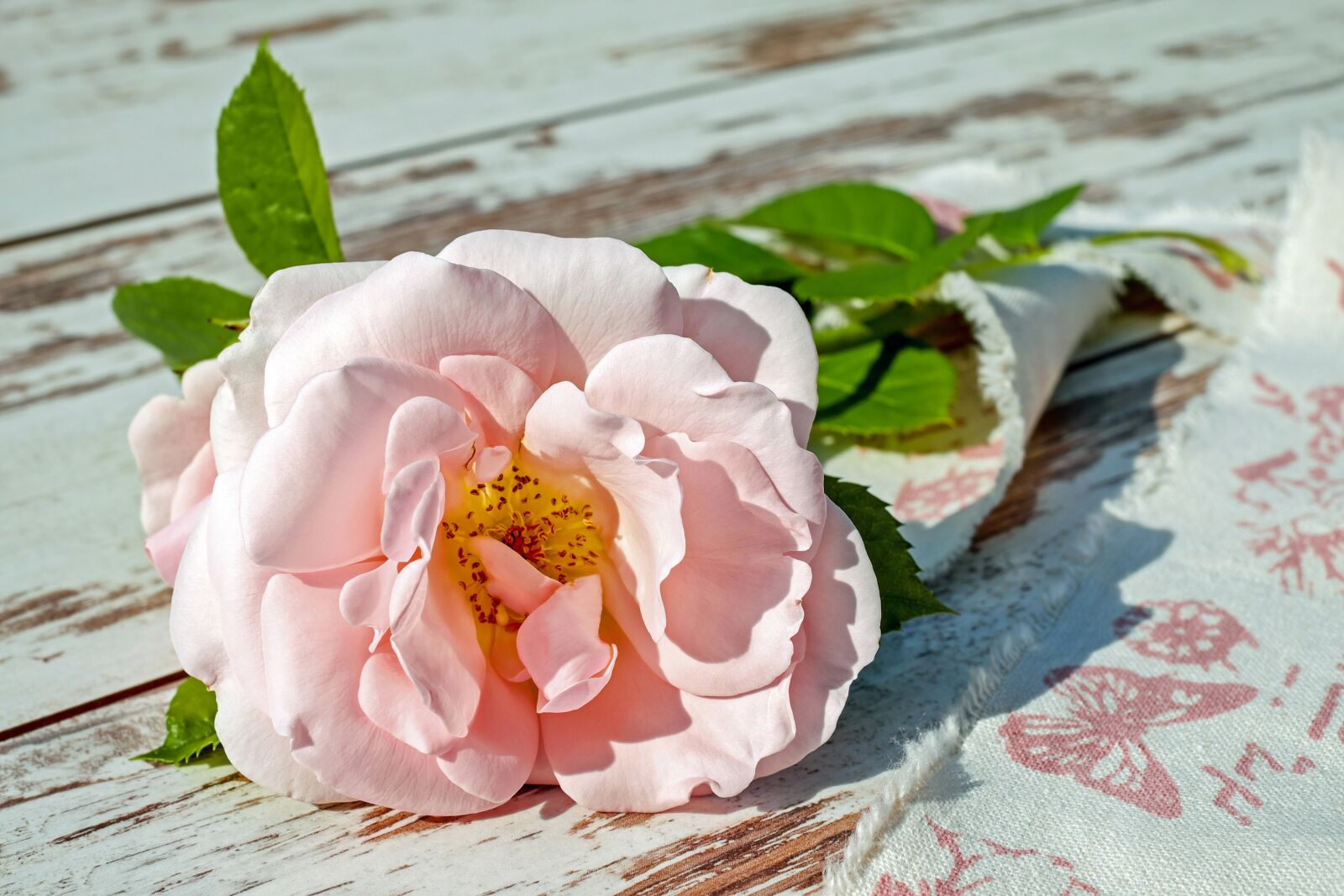 Fujifilm X-T10 sample photo. Rose, flower, blossom photography