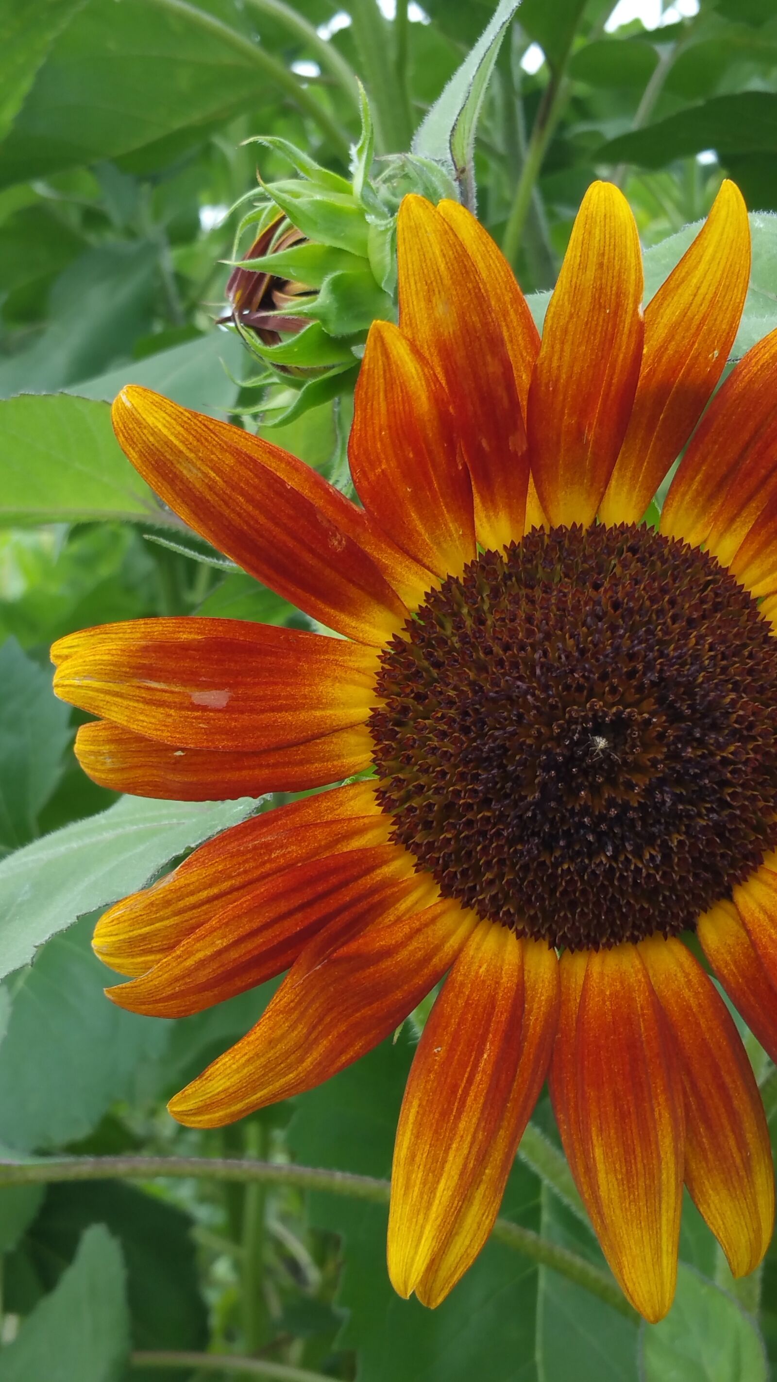 Samsung Galaxy Note4 sample photo. Sunflower, closeup, nature photography