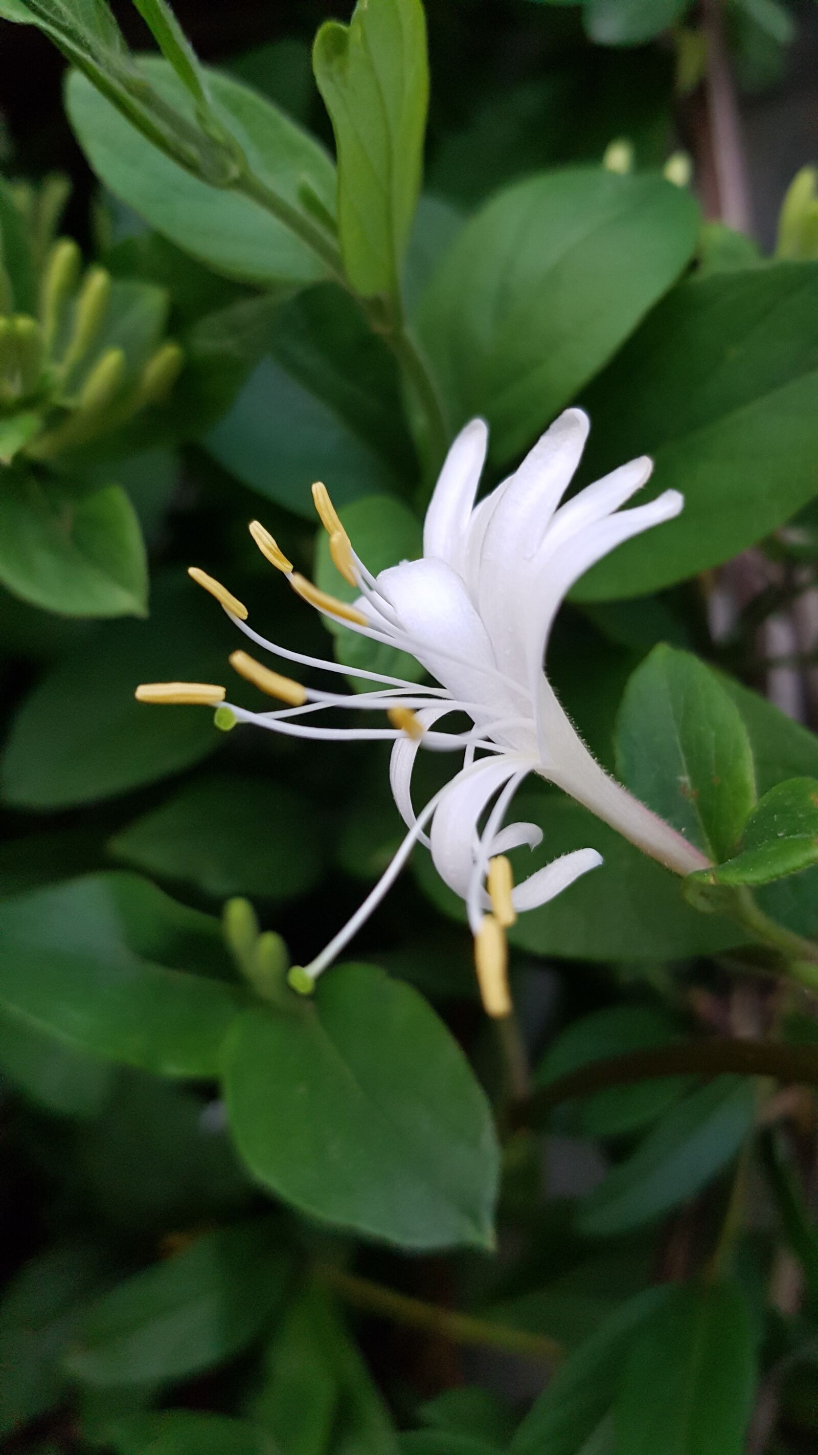 Samsung Galaxy S7 Edge sample photo. Summer, spring, honeysuckle photography