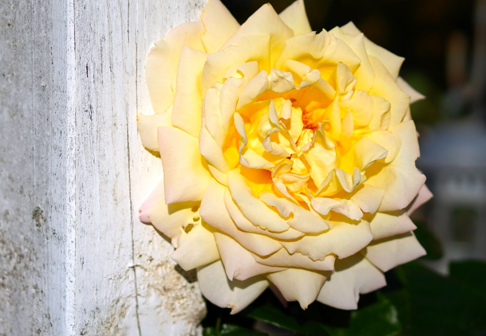 E 50mm F1.8 OSS sample photo. Flower, yellow, rose photography