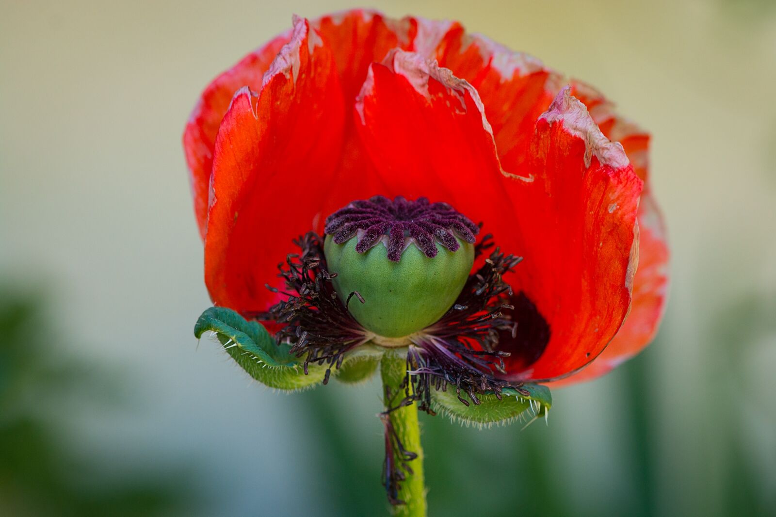 Nikon D7100 sample photo. Poppy, flower, red photography