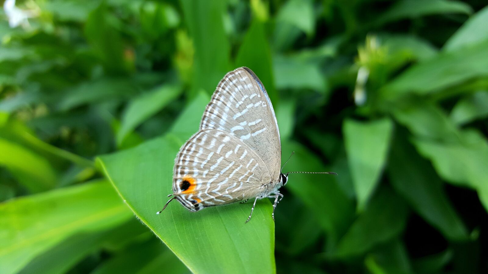 Samsung Galaxy Note5 sample photo. Butterfly, quentin chong, nature photography