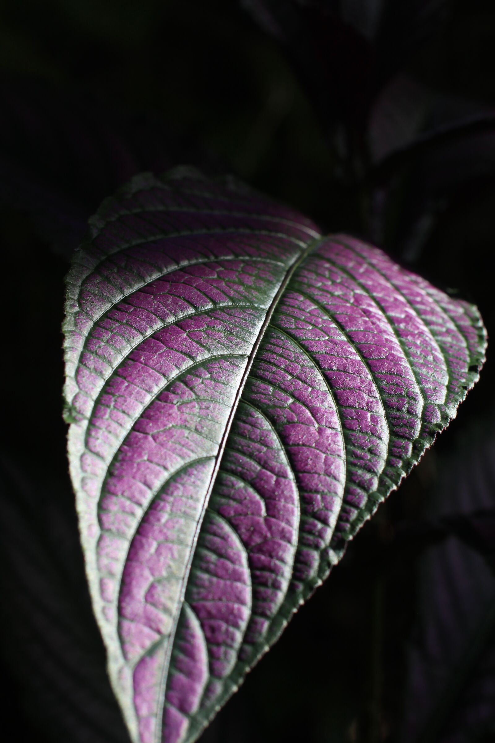 Canon EOS 600D (Rebel EOS T3i / EOS Kiss X5) + Canon EF 50mm F1.4 USM sample photo. Leaf, purple, plant photography