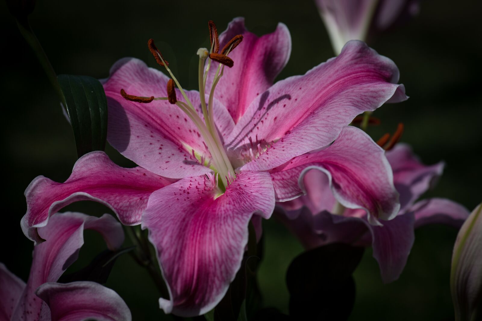 Nikon D750 sample photo. Tiger lily, flower, nature photography