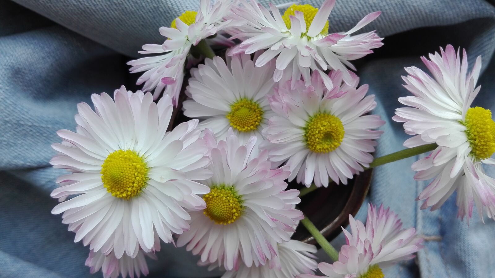 HUAWEI Cherry Mini sample photo. Daisies, flowers, summer photography