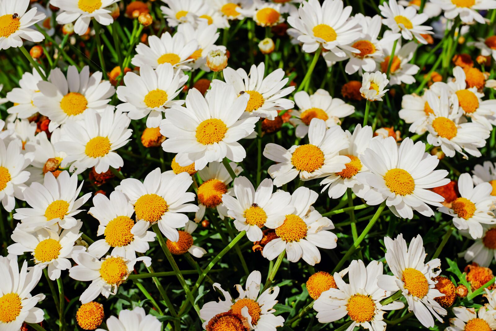 Fujifilm X-T10 + Fujifilm XF 35mm F1.4 R sample photo. Daisies, bloom, nature photography