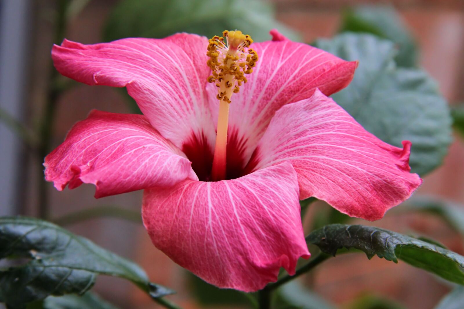 Canon EF-S 18-135mm F3.5-5.6 IS sample photo. Hibiscus, flower, bloom photography